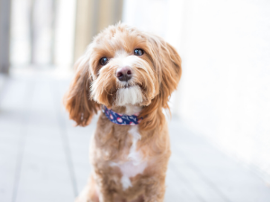 Calling all Dog Lovers!&nbsp; icon